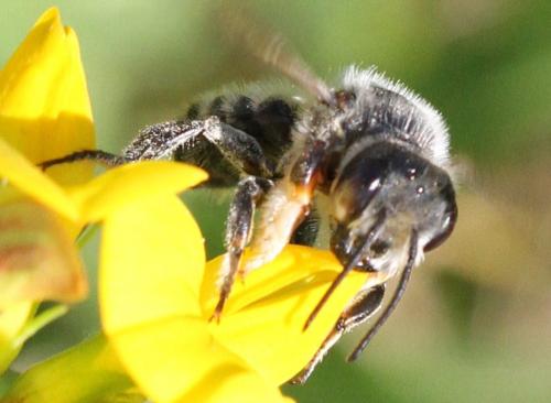 Megachile willughbiella